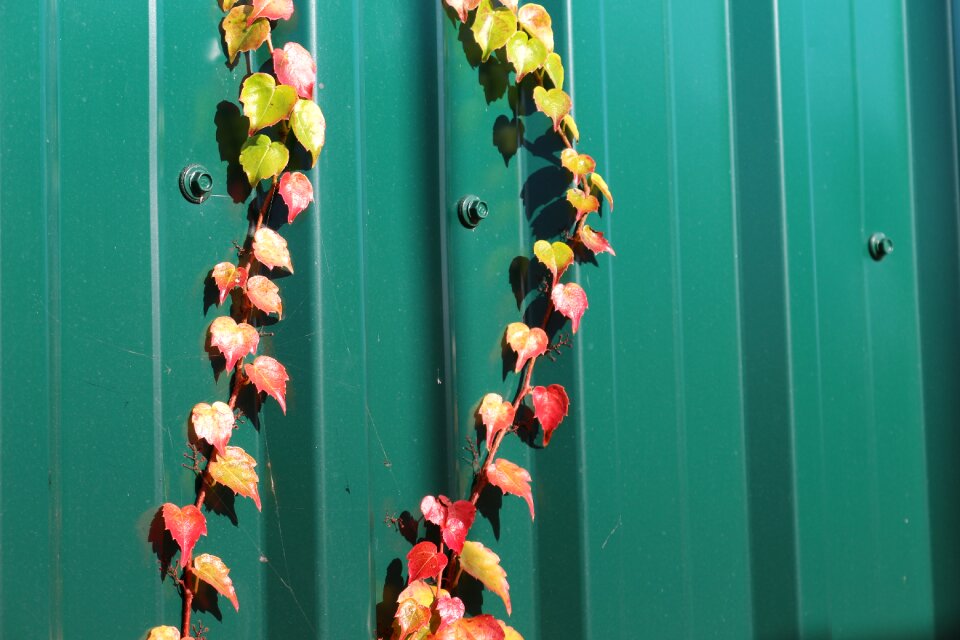 Wine fall foliage fall color