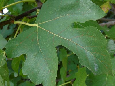 Leaf green garden