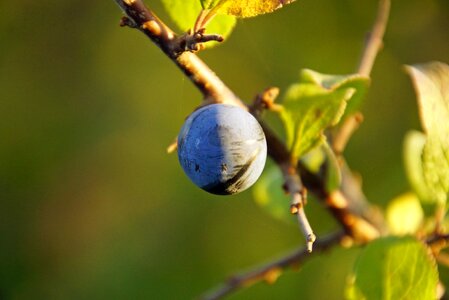 Nature bush blackthorn