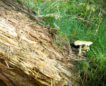 Mushroom picking tree fungus moss photo