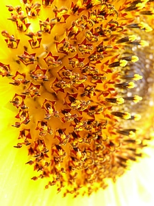 Flower basket tongue flower helianthus annuus photo