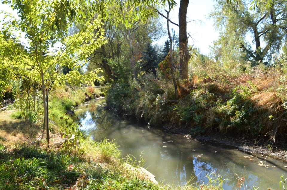 Natural trees environment