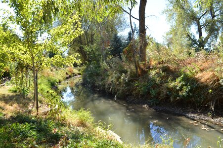 Natural trees environment