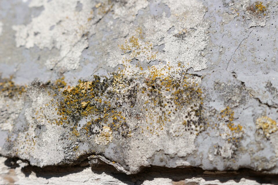 Weathered lime plaster facade