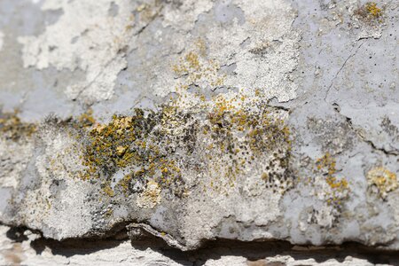 Weathered lime plaster facade photo