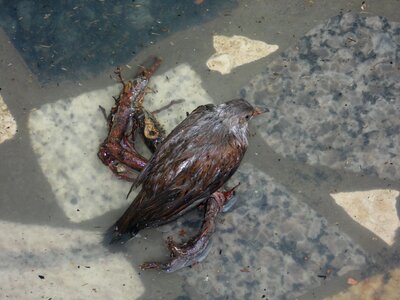 Bird wet sad