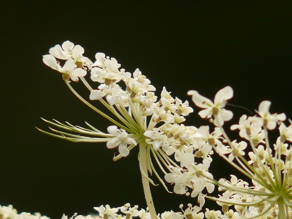 Blossom bloom macro