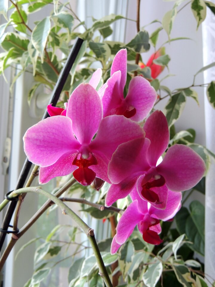 Beautiful flower flower plants