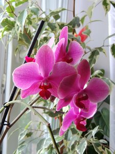Beautiful flower flower plants