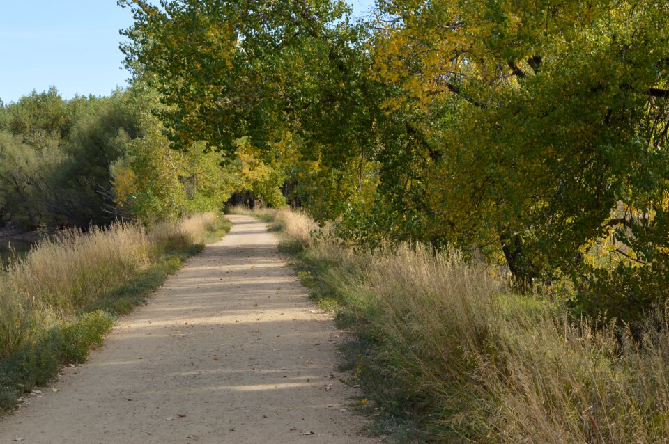 Forest forest landscape outdoor