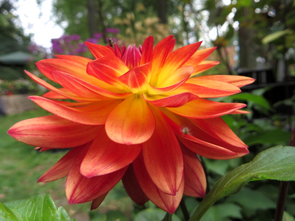 Orange luisa garden