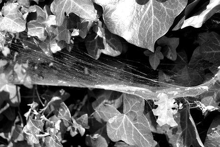 Insect bug wire