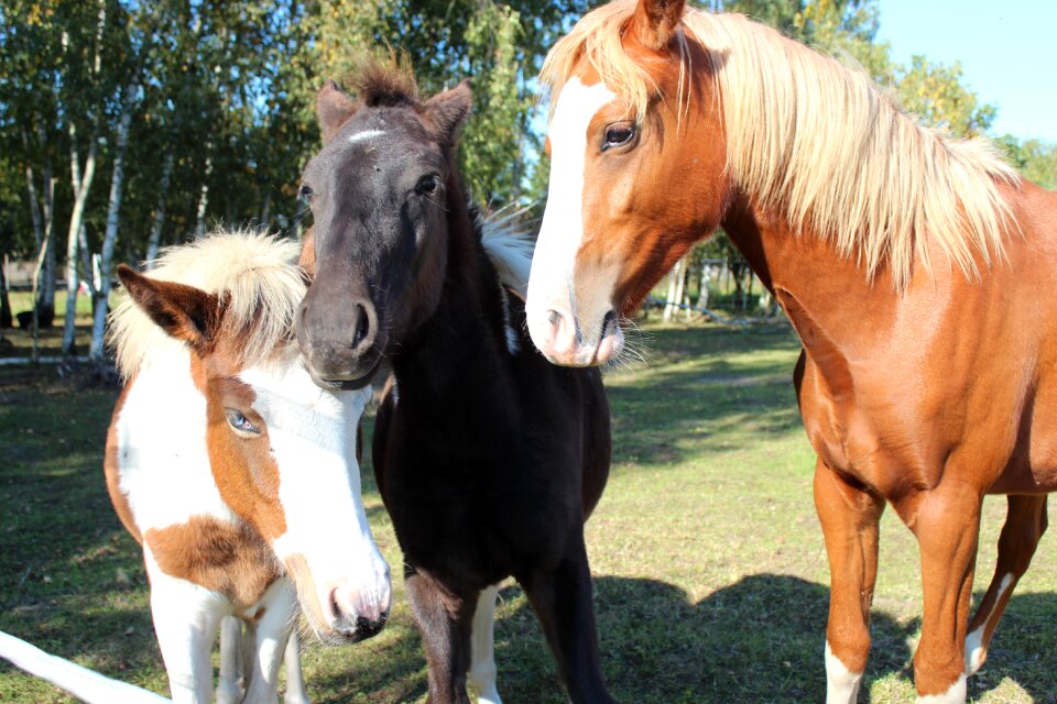 Foal blaze stallion