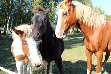 Foal blaze stallion