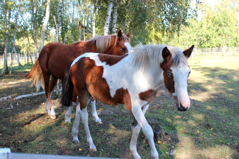 Foal blaze stallion