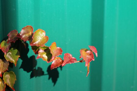 Wine fall foliage fall color