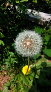 Spring mr hall dandelion seeds photo