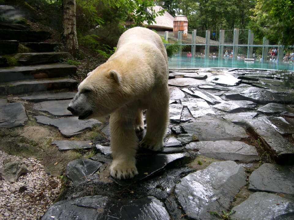Zoo arrow there polar bear