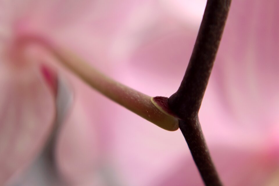 Macro blossom bloom