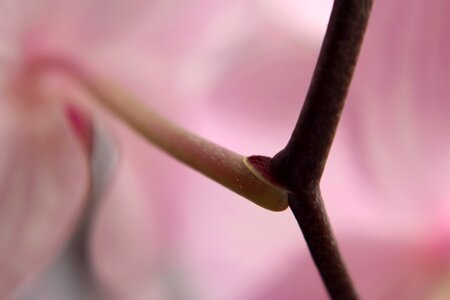 Macro blossom bloom