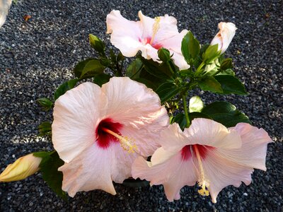 Garden pink flower