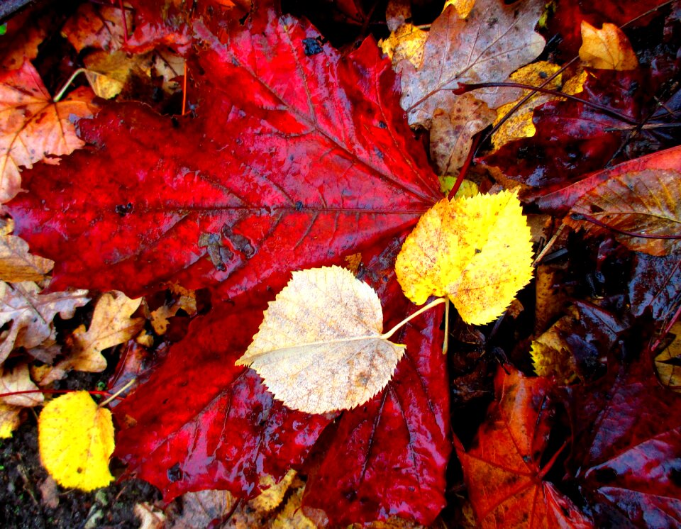 Colorful leaf october photo