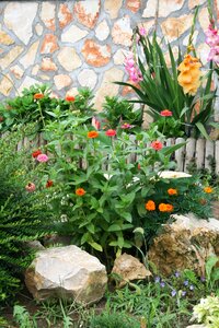 Flower gardening summer plants