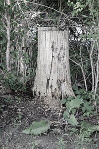 Wood cut log photo