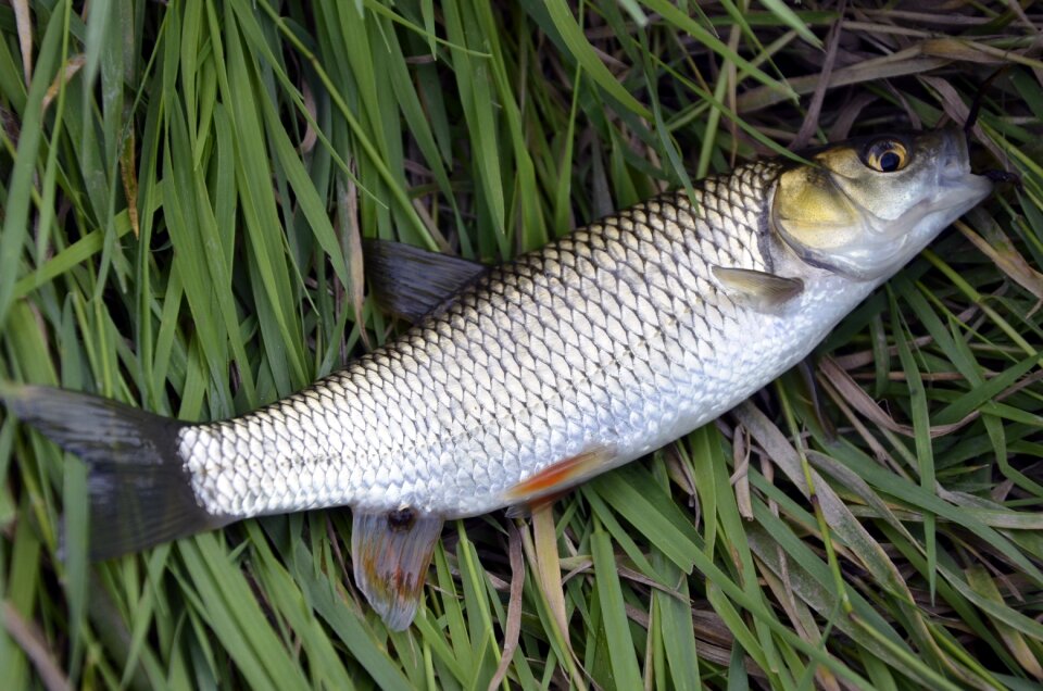 Fishing nature fauna