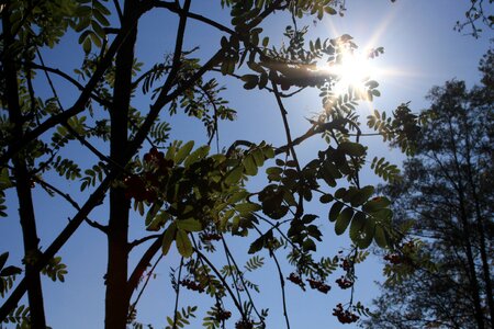 Blue sky sun fall foliage photo