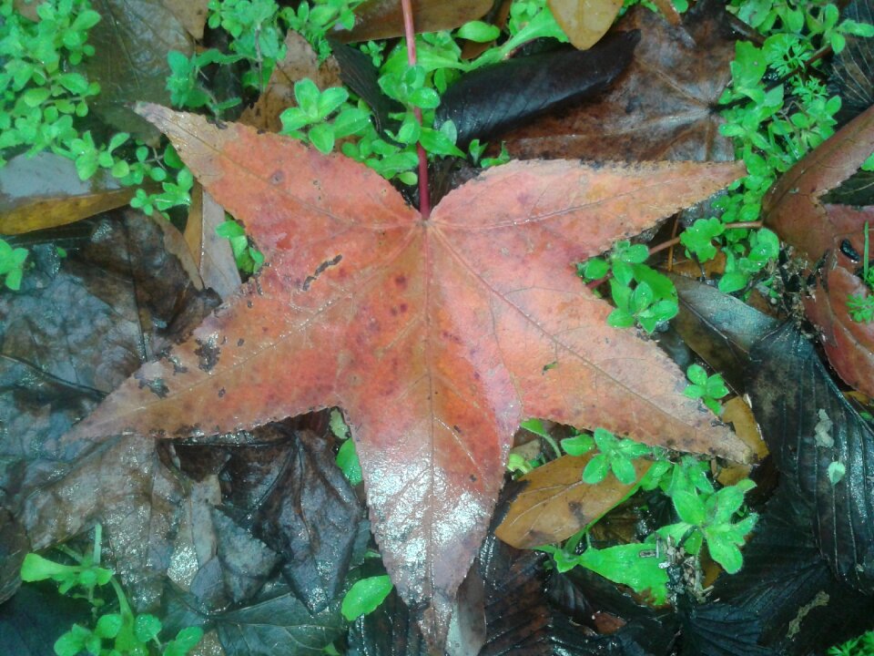 Fall leaves background orange october