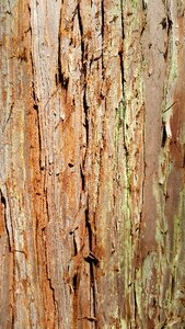 Trunk invoice wood