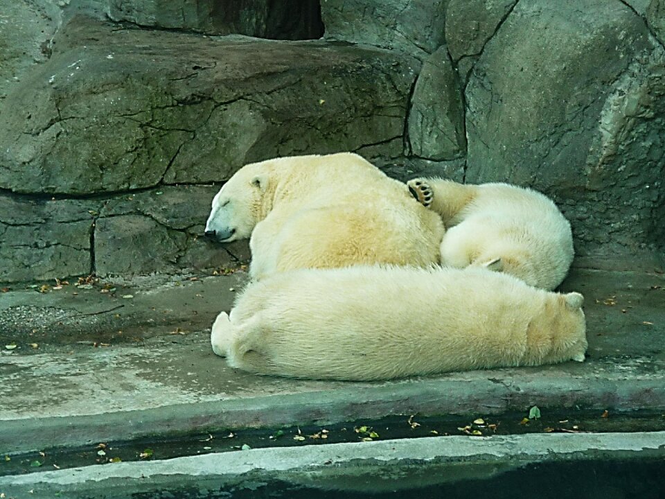 Winter dream winter zoo