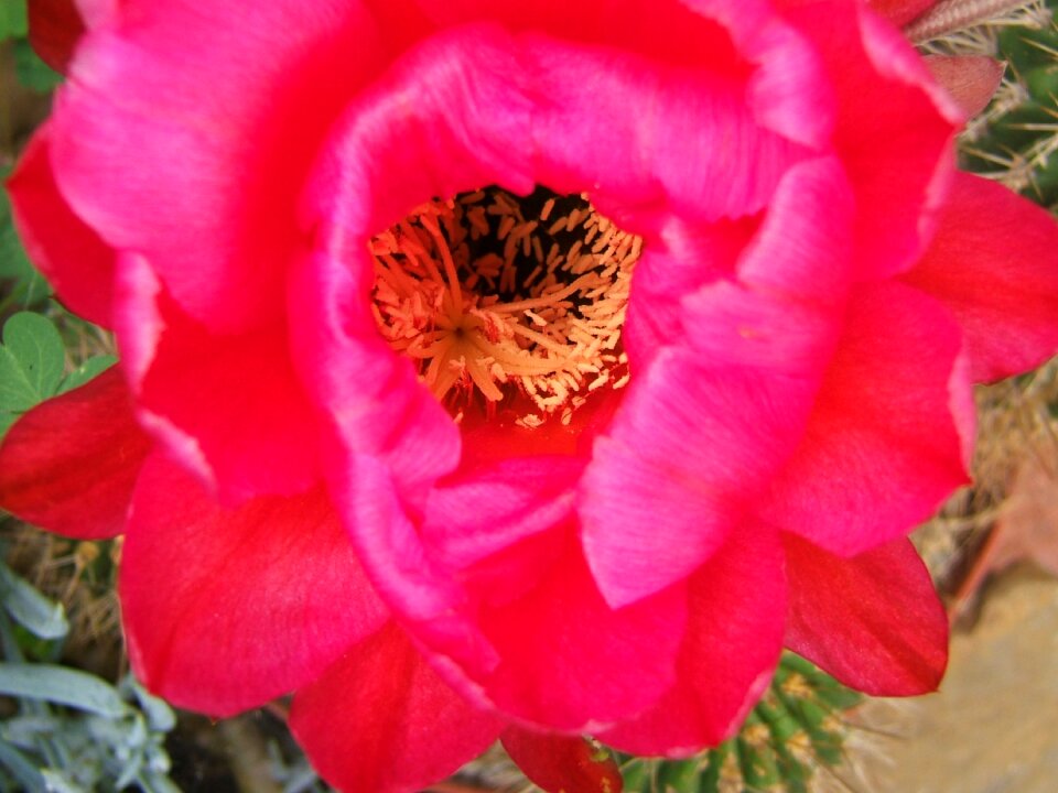 Succulent pink pentals