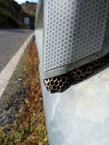 Fence coincidence it wasp swarm photo