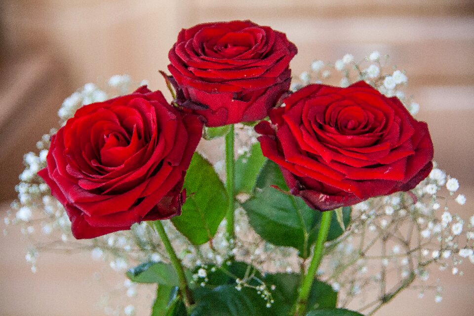 Roses red gift