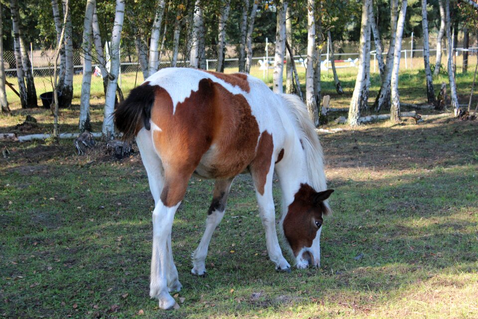 Foal blaze stallion