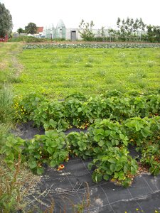 Vegetables gardening conservatory