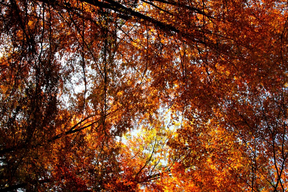 Leaf roof forest fall color