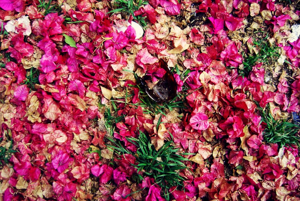 Rudeness the dried petals leaves