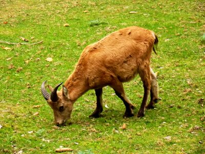 Animals mammal zoo