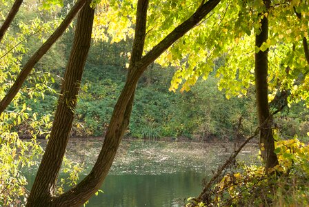 Lake nature autumn forest