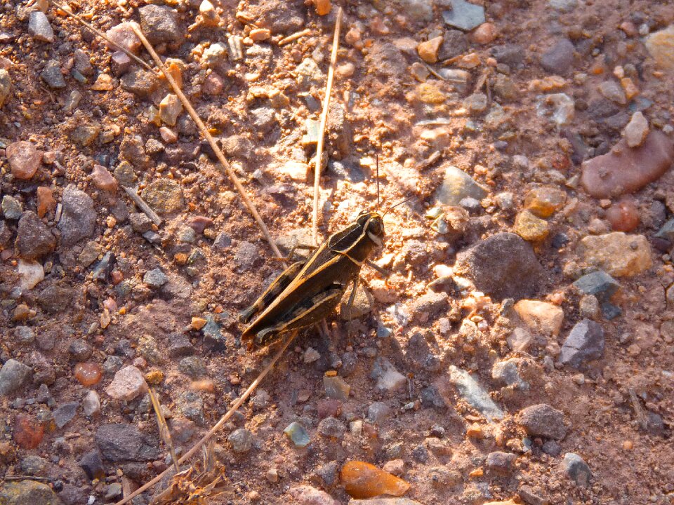 Lobster small yellow