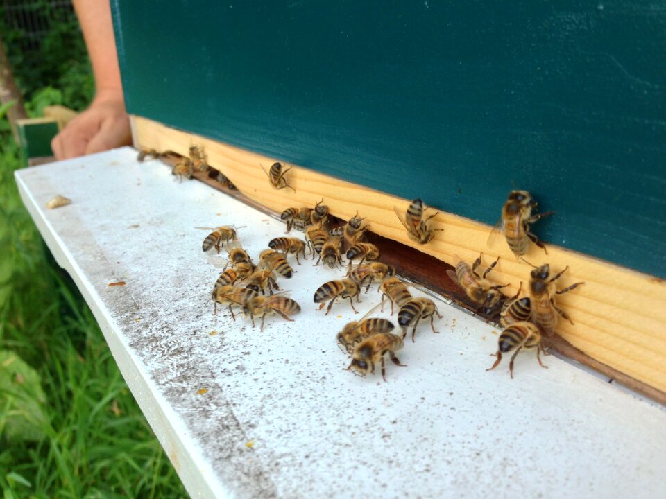Hive fly shelf apiary