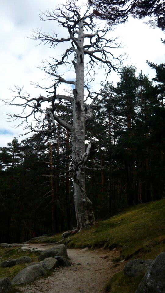 Trunk old age walk