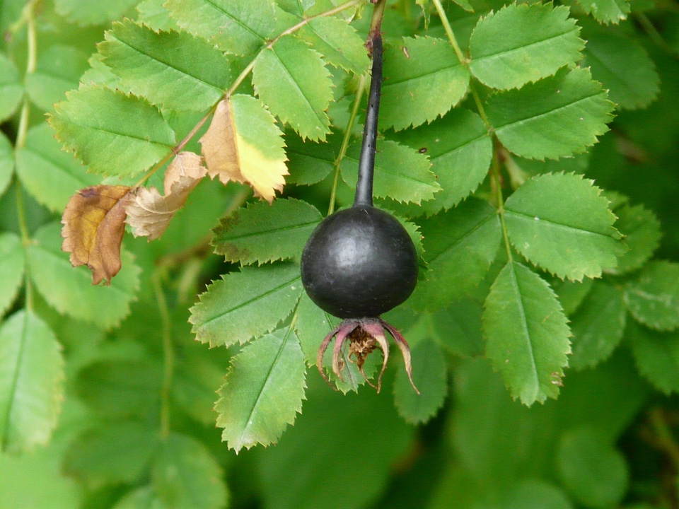 Fruit black rosa spinosissima