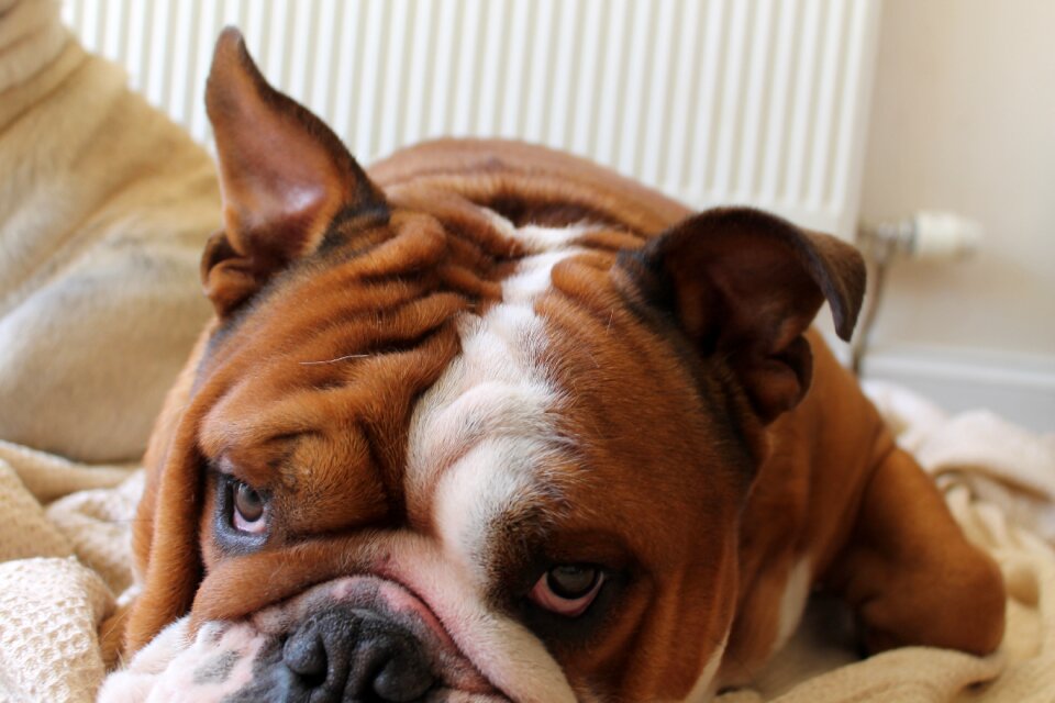 Cute purebred breed