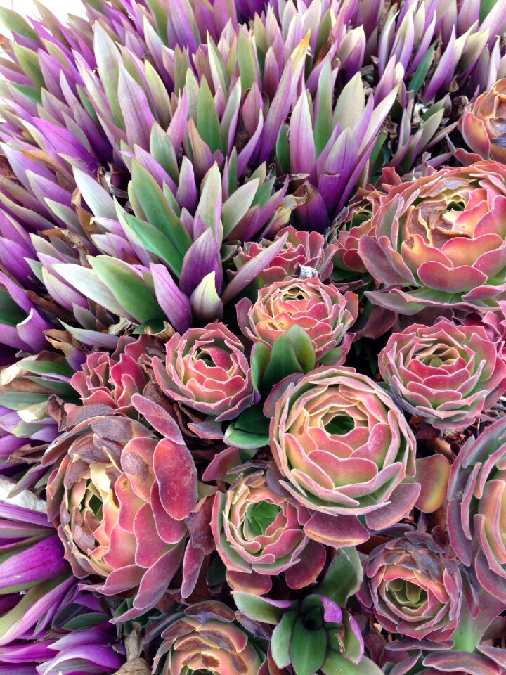 South agave mediterranean