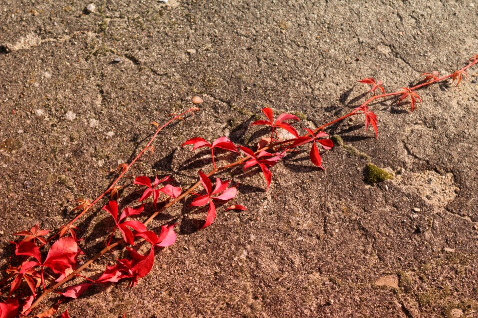 Fall foliage fall color concrete