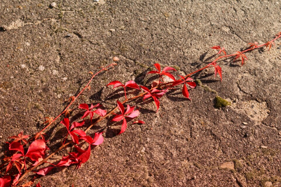 Fall foliage fall color concrete photo